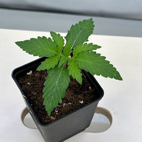 Euphoria #1 growlog timeline photo