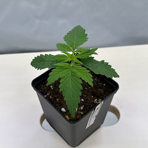Queen #1 growlog timeline photo