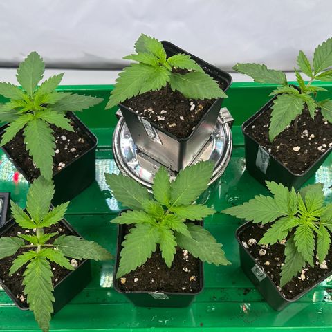 Euphoria #1 growlog timeline photo