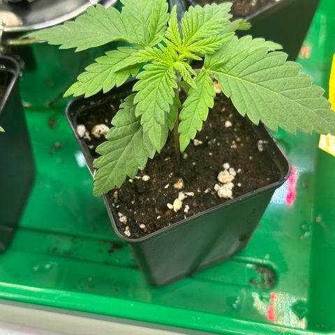 Queen #1 growlog timeline photo