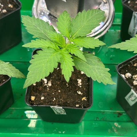 Euphoria #1 growlog timeline photo