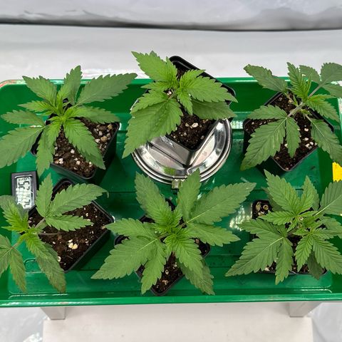 Euphoria #1 growlog timeline photo