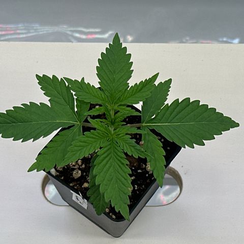 Queen #1 growlog timeline photo
