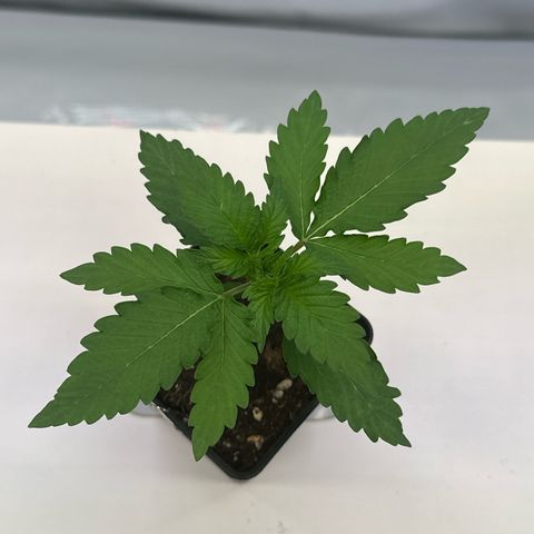 Euphoria #1 growlog timeline photo
