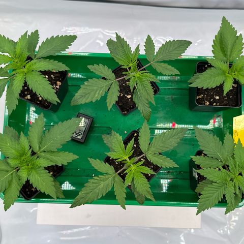 Euphoria #1 growlog timeline photo