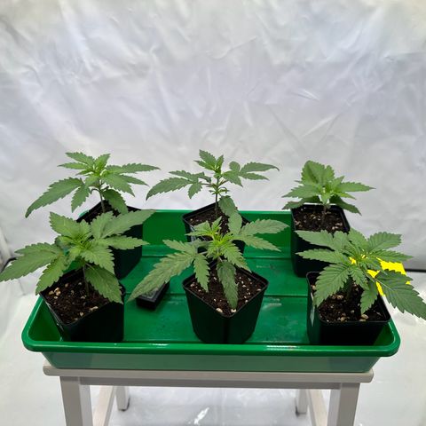 Euphoria #1 growlog timeline photo