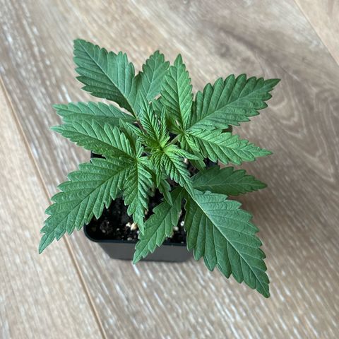 Queen #1 growlog timeline photo