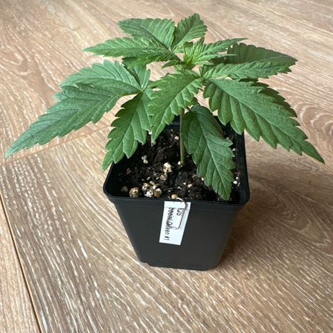Queen #1 growlog timeline photo