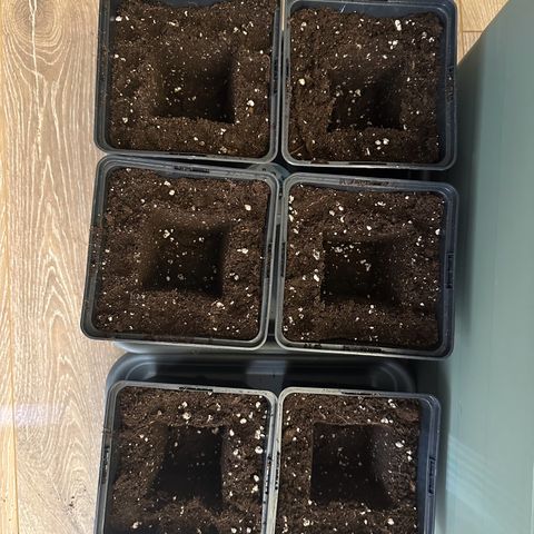 Euphoria #1 growlog timeline photo
