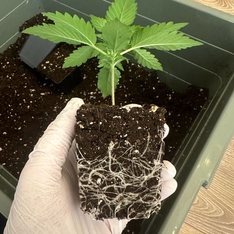 Euphoria #1 growlog timeline photo