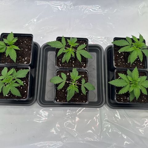 Euphoria #1 growlog timeline photo