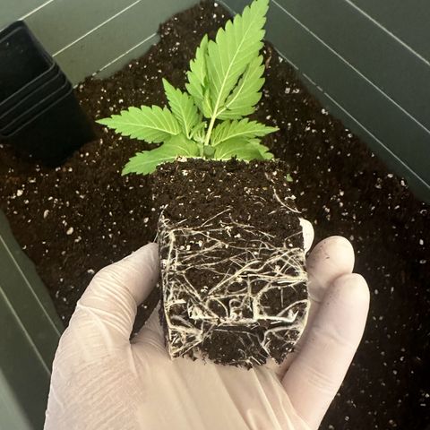 Euphoria #1 growlog timeline photo