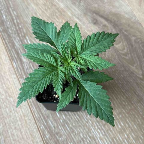 Queen #1 growlog timeline photo