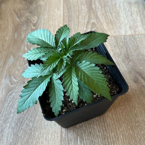 Euphoria #1 growlog timeline photo
