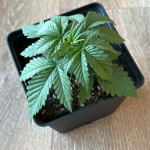 Queen #1 growlog timeline photo