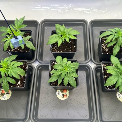 Euphoria #1 growlog timeline photo