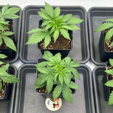 Euphoria #1 growlog timeline photo