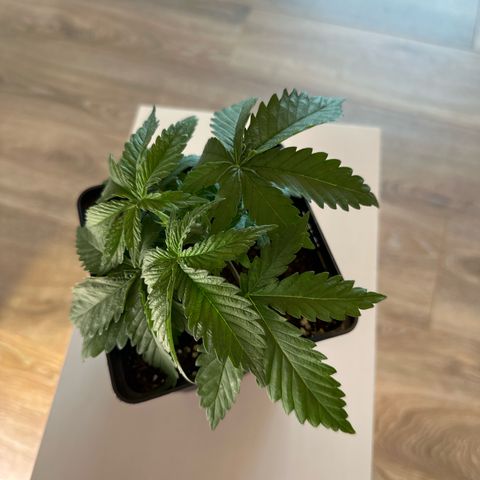 Queen #1 growlog timeline photo
