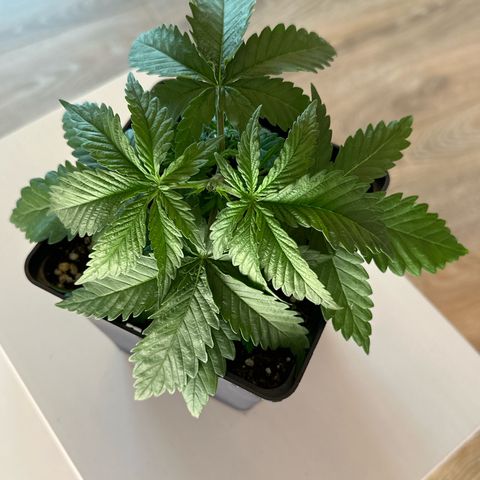 Queen #1 growlog timeline photo