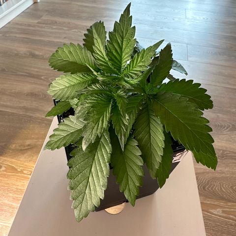 Euphoria #1 growlog timeline photo
