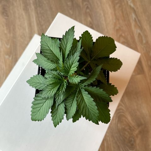 Euphoria #1 growlog timeline photo