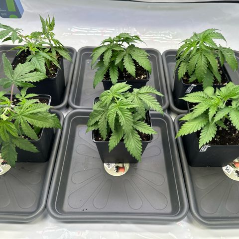 Euphoria #1 growlog timeline photo