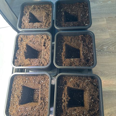 Euphoria #1 growlog photo: New boots with bioBizz AllMix 