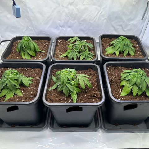 Euphoria #1 growlog timeline photo