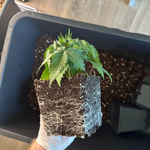 Queen #1 growlog timeline photo