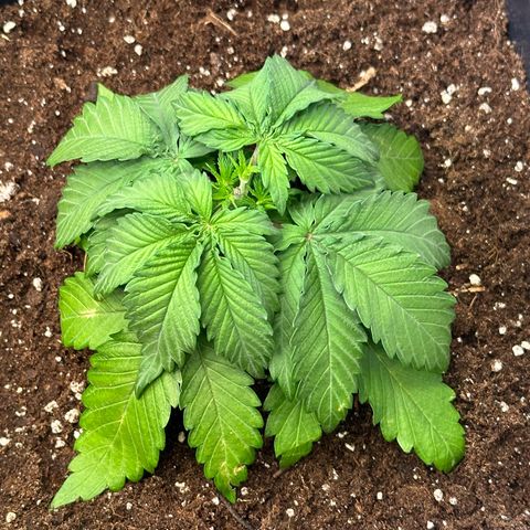 Queen #1 growlog timeline photo