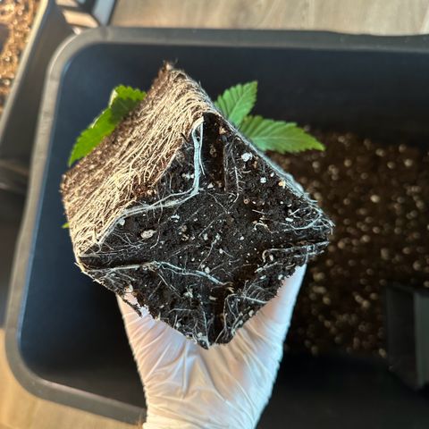 Euphoria #1 growlog timeline photo