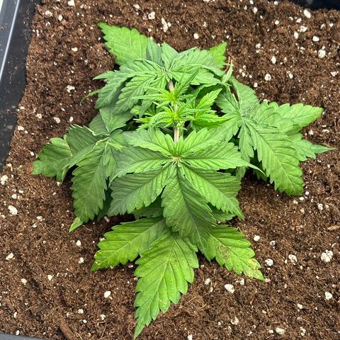Euphoria #1 growlog timeline photo