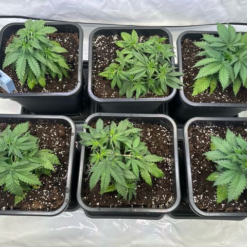 Euphoria #1 growlog timeline photo