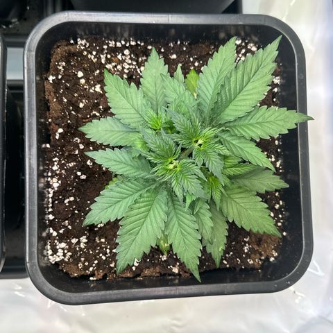 Euphoria #1 growlog timeline photo