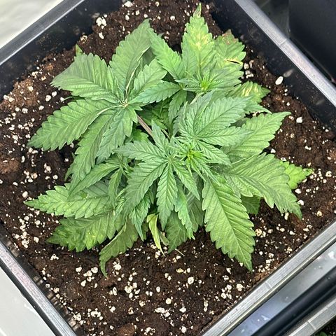 Queen #1 growlog timeline photo