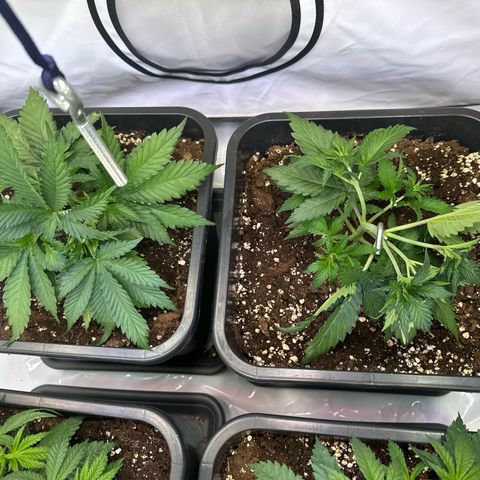 Euphoria #1 growlog timeline photo