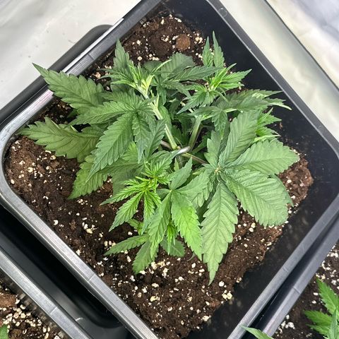 Queen #1 growlog timeline photo