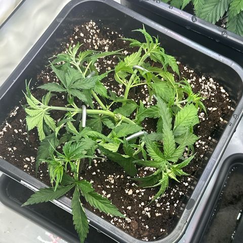 Queen #1 growlog timeline photo