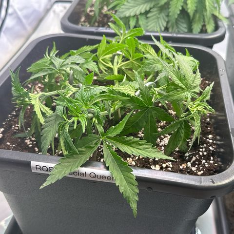Queen #1 growlog timeline photo