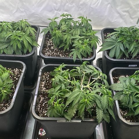 Euphoria #1 growlog timeline photo