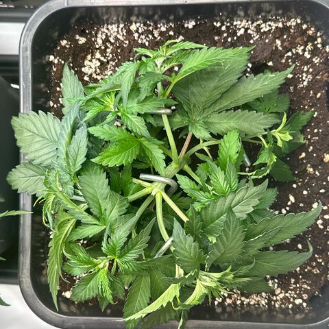 Euphoria #1 growlog timeline photo