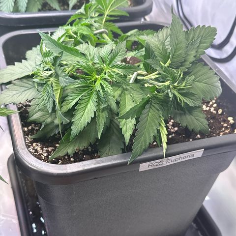 Euphoria #1 growlog timeline photo