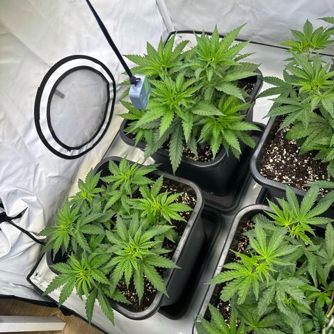 Euphoria #1 growlog timeline photo