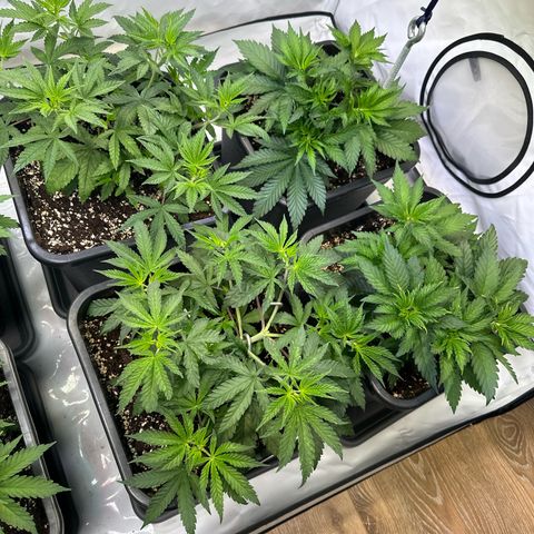 Euphoria #1 growlog timeline photo