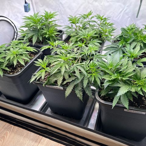 Euphoria #1 growlog timeline photo