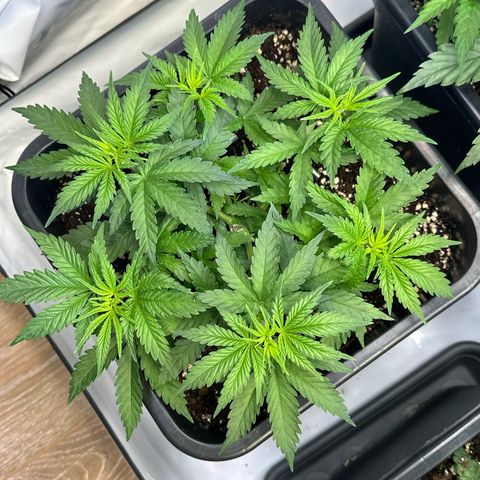 Queen #1 growlog timeline photo