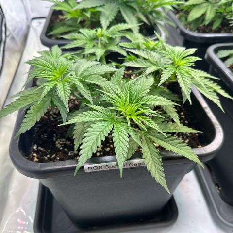 Queen #1 growlog timeline photo
