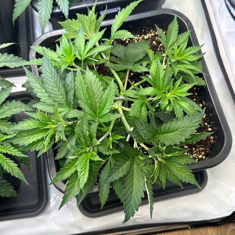 Euphoria #1 growlog timeline photo
