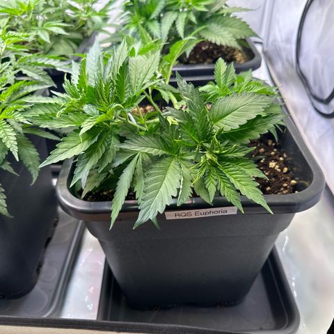 Euphoria #1 growlog timeline photo