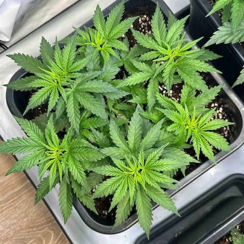 Queen #1 growlog timeline photo